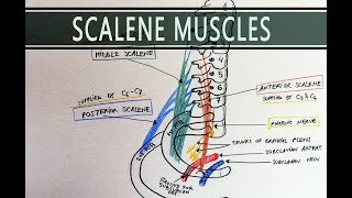 Scalene Muscles  Scalene Hiatus  Anatomy Tutorial [upl. by Eleaffar551]