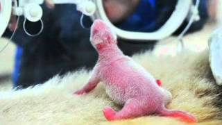 Panda birth Amazing new footage of 2012s first panda twins being born [upl. by Tracy568]