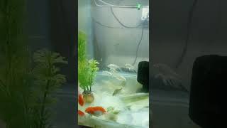 redcap Orinda tank setup [upl. by Ettesyl]