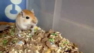 Super Cute gerbil squeaking when being petted [upl. by Derag]