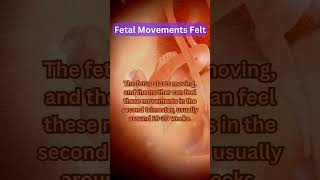 Fetal Movements Felt [upl. by Ettezil]