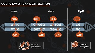 The Effect of DNA Methylation on Restriction Digests [upl. by Akimahc]