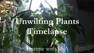 Unwilting Plants Time Lapse  Fast Plant Recovery [upl. by Allianora]