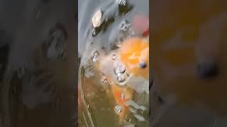 Goldfish 🐠 feeding with Tubifex Worm Cubes 🪱 [upl. by Aneral]