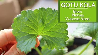 Gotu Kola Benefits for the Brain the Nerves and Varicose Veins [upl. by Zitah]