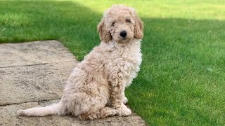 BRINGING HOME OUR MINIATURE LABRADOODLE PUPPY [upl. by Nareik]