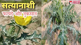 सत्यानाशी Argemone mexicana के फायदे और नुकसान Argemone mexicana Health benefits and Side Effects [upl. by Negiam776]