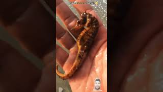 horse fish🐟 octopus 🐟 sealife 🐟🐟 animals beach 🐟 [upl. by Aniram]