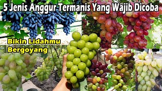 5 Jenis Anggur Paling Manis yang Wajib Dicoba Shine Muscat Menjadi Terfavorit Amazing types Grape [upl. by Shig821]