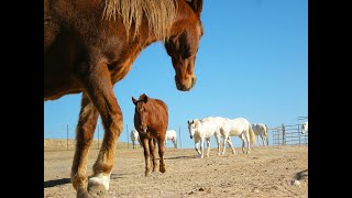 THE REDWINGS HORSE SANCTUARY • CARMEL CALIFORNIA [upl. by Leanna581]