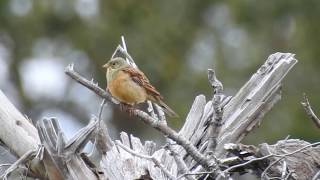 Ortolan Bunting singing [upl. by Survance846]