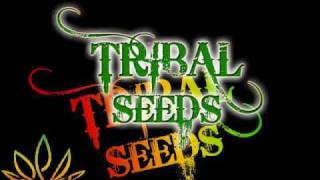 Tribal Seeds  Creator [upl. by Airotahs]