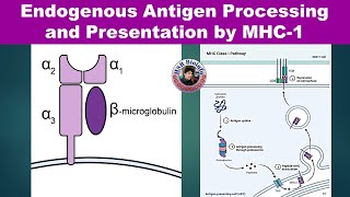 Endogenous Antigen Processing and PresentationMHC1  Cytosolic Pathway  Immunology  HSR Bioinfo [upl. by Welch]