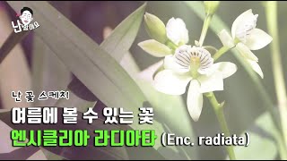 드디어 꽃 피우기 시작한 여름의 난초 엔시클리아 라디아타 Encyclia radiata  난 알아요 난꽃 스케치 [upl. by Hayman23]