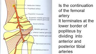 Popliteal fossa  Anatomy [upl. by Ondrej752]