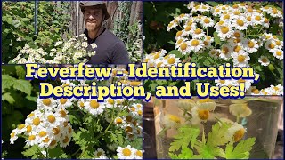 Feverfew  Identification Description and Uses [upl. by Ylak879]