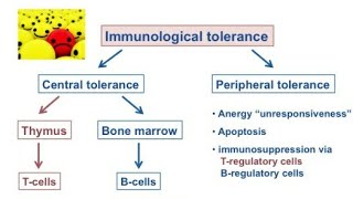 Immunological tolerance hindi [upl. by Airotel]