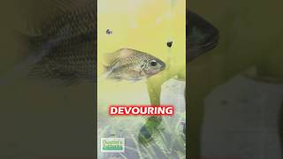 TILAPIA EATS THE PEST AZOLLA AND NOT RED ROOT FLOATERS [upl. by Hanas]