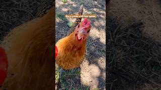 Penelope is a Sicilian Buttercup chicken cuteanimals backyardchickens sicilian [upl. by Norri]