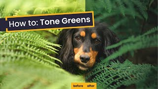 3 Simple Steps for Toning Green in Lightroom  How to Tone Greens in Your Photographs [upl. by Samuela]