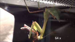 Praying mantis catches and eats a grasshopper  Gottesanbeterin frisst eine Heuschrecke komplett auf [upl. by Fortunio743]