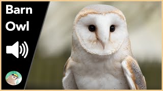 Barn Owl  Sounds [upl. by Arimaj625]