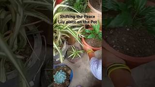 Peace Lily Repotting 🍀💚❤️🦋gardening peacelily houseplants plants shortsvideo [upl. by Notsgnal]