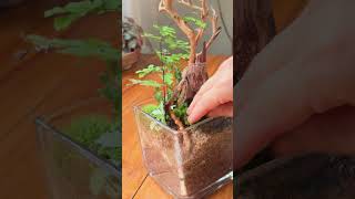 Diy tutorial build a moss and fern terrarium for mantis stick insect mantis terrarium moss [upl. by Setsero]