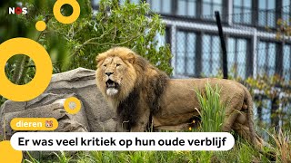 Leeuwen in Artis hebben eindelijk ruimte klimbomen en een waterval [upl. by Eisak764]