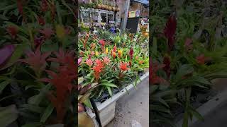 Plantas Blomelias Guzmania de diferentes colores Bromeliad Plants Guzmania of different colors 😃🪷 [upl. by Garwin]