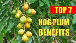 Hog Plum Benefits – Health Benefits of Hog Plum  Spondias Mombin June Fruits Tree [upl. by Pollard]