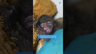 This is How This Infant Howler Monkey Almost Died [upl. by Scurlock790]