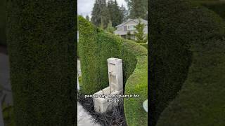 How to Trim a Hedge Expert Tips for Maintaining Your Emerald Green Arborvitae [upl. by Barsky]