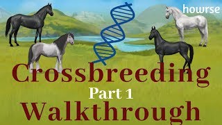 Howrse Crossbreeding Walkthrough Part 1 [upl. by Vladimar418]