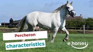 Percheron  characteristics origin amp disciplines [upl. by Catto]