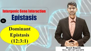 Genetics Gene Interaction Epistasis Dominant Epistasis 1231 ratio BSc amp MSc Zoology [upl. by Chema]