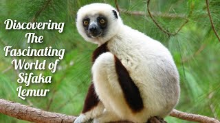 Meet the Unusual Sifaka Lemur The Secrets of Madagascar’s Acrobat [upl. by Tnahsin]