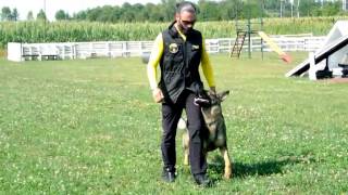 PREPARAZIONE DEL CANE DA SOCCORSO  Obbedienza e Destrezza [upl. by Stewardson]