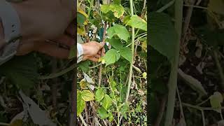 How to prune raspberries [upl. by Ahsika]