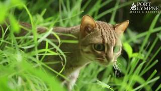 Small Carnivore September Species Spotlight Rusty Spotted Cat [upl. by Dygall]