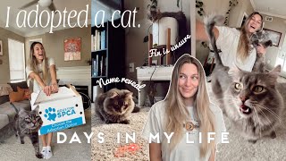 I ADOPTED A CAT  days in the life vlog ✨🐈‍⬛ [upl. by Nuawtna453]