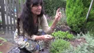 Rosemary Gladstars Garden Wisdoms Sage and Thyme [upl. by Glanville]