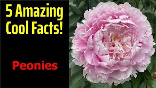 5 Fascinating Facts About Peonies [upl. by Ylluz]