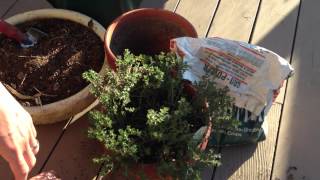 Planting Herbs in Containers Oregano Chives Thyme Mints Basil Sage Rosemary Lavender [upl. by Hendrik]