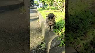 Pretty tabby cat 🐈 meows cute 😺 for petting from the friendly human 🐾 cats meow catvideo tabby [upl. by Byran]