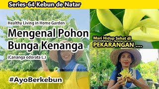 Mengenal Pohon Bunga Kenanga  Cananga odorata L [upl. by Ahc]