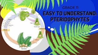 Pteridophytes [upl. by Ikcaj]