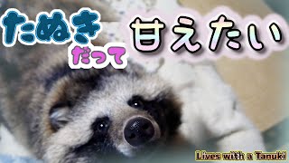 【タヌキと二人暮らし】甘えたいタヌキTanuki is such a baby [upl. by Anihsat]