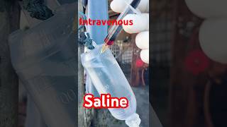 Intravenous infusion  IV  Saline  saline  goat Diarhha intravenousfluid intravenousinjection [upl. by Aerahs686]