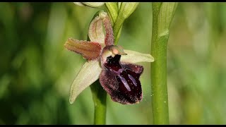 Ophrys sphegodes Descubre la fascinante orquídea abejera 🌺🐝🐝 [upl. by Randi]